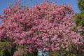 Pink Trumpet Tree Live Starter Plant 8-12 Inches, Vibrant Pink Flowers, Ornamental Tropical Tree, Tabebuia heterophylla