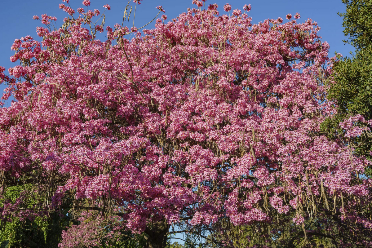 Pink Trumpet Tree Live Starter Plant 8-12 Inches, Vibrant Pink Flowers, Ornamental Tropical Tree, Tabebuia heterophylla