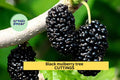 Black Mulberry Tree Cuttings – 10 Unrooted Morus nigra Grafting & Propagation Material for Edible Landscaping in Zones 6–10
