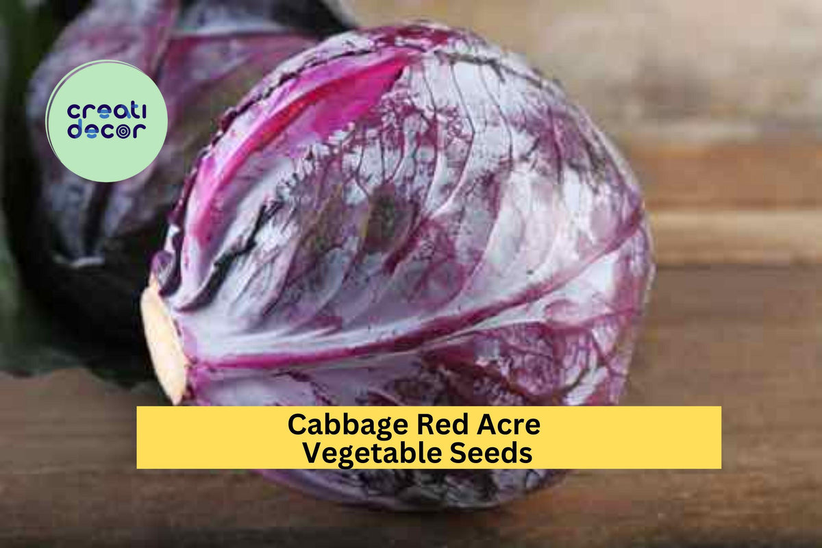Red Acre Cabbage Seeds 3 Pack – Heirloom Compact Brassica oleracea, Purple-Red Heads for Garden Beds, Containers, Cool Weather Growing