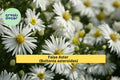False Aster Seeds 500 | Boltonia asteroides Native Perennial Wildflower for Pollinators & Cut Flowers