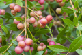 Pink Lemonade Blueberry Bush Seedling | Fruit-Bearing Starter Plant with Vibrant Pink Berries | Vaccinium ‘Pink Lemonade’
