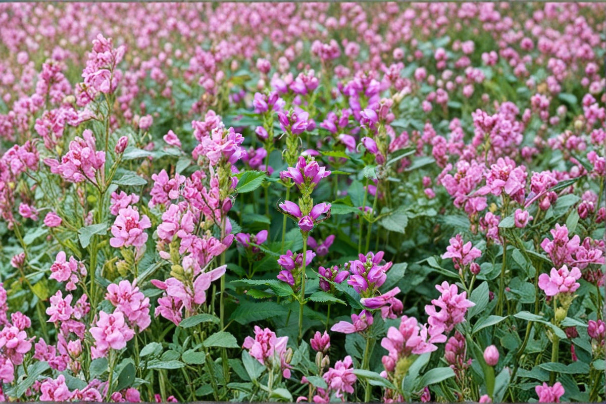 Red Turtlehead Seeds – Chelone obliqua, Rose Pink Native Perennial for Shade & Moist Gardens, Pollinator-Friendly Plant