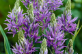 Camassia Quamash Bulbs – 5 Live Spring Flower Bulbs, Lavender-Blue Blooms, Deer & Rodent Resistant, USDA Zones 4-8
