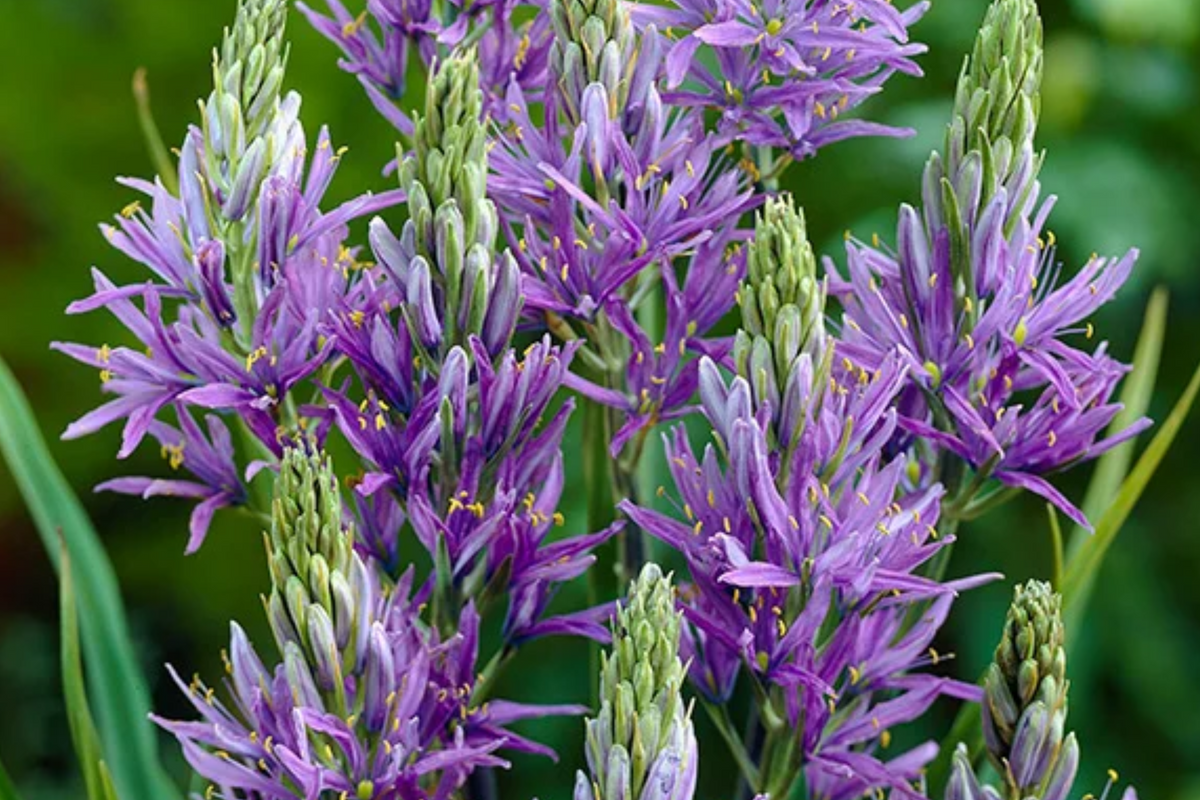 Camassia Quamash Bulbs – 5 Live Spring Flower Bulbs, Lavender-Blue Blooms, Deer & Rodent Resistant, USDA Zones 4-8