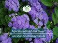 Ageratum Blue Mink Dwarf Seeds – Floss Flower, Purple Blooms, Butterfly & Pollinator Friendly, Non-GMO, Perennial, Easy to Grow, 500 Seeds