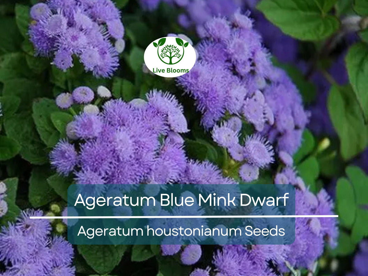 Ageratum Blue Mink Dwarf Seeds – Floss Flower, Purple Blooms, Butterfly & Pollinator Friendly, Non-GMO, Perennial, Easy to Grow, 500 Seeds