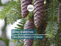 30 Seeds Abies Balsamea Lake State Balsam Fir Tree for Planting, Evergreen, Fragrant Needles, Native North American Species