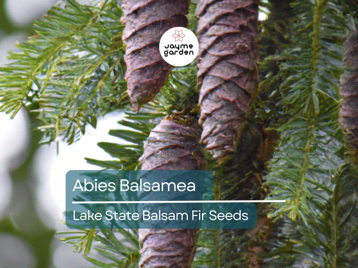 30 Seeds Abies Balsamea Lake State Balsam Fir Tree for Planting, Evergreen, Fragrant Needles, Native North American Species