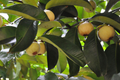 Wild Mangosteen Seedling - Sandoricum Koetjape - Tropical Fruit Tree Starter Plant, Southeast Asian Cotton Fruit, 1-2 Feet Tall