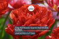 Tulip Bulbs, Double Ruffled Scarlet Red Flowers, Peony-Like Blooms, Tulipa hybrid, Spring Blooming, Garden & Cut Flowers