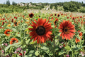 Velvet Queen Sunflower Seeds – Deep Burgundy Blooms, Heirloom, Pollinator Favorite, Annual Flower, Helianthus annuus