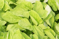 Edible Amaranth Seeds White Light Green | Nutritious Leafy Vegetable Seeds for Gardening | Callaloo, Amaranthus hypochondriacus