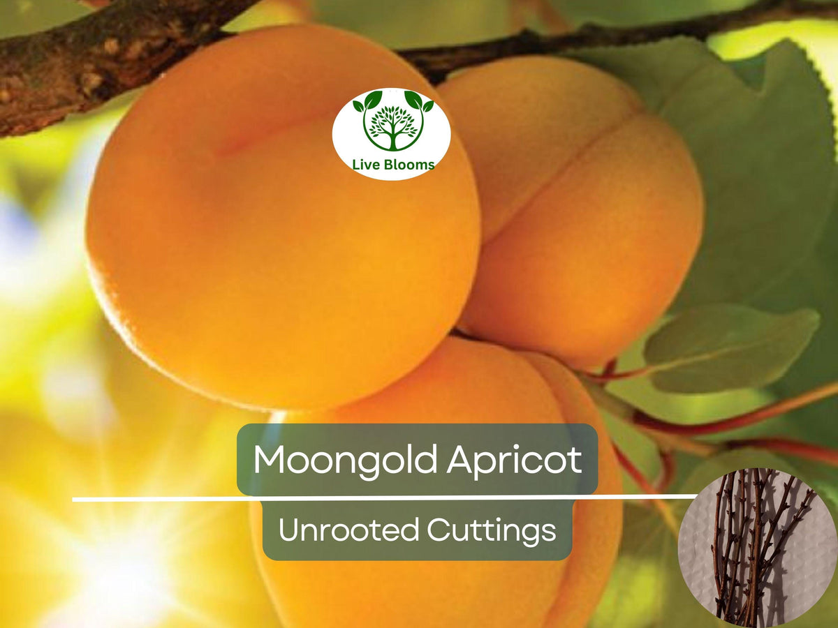 6 Unrooted Moongold Apricot Scion Cuttings – Heirloom Prunus armeniaca for Grafting & Propagation