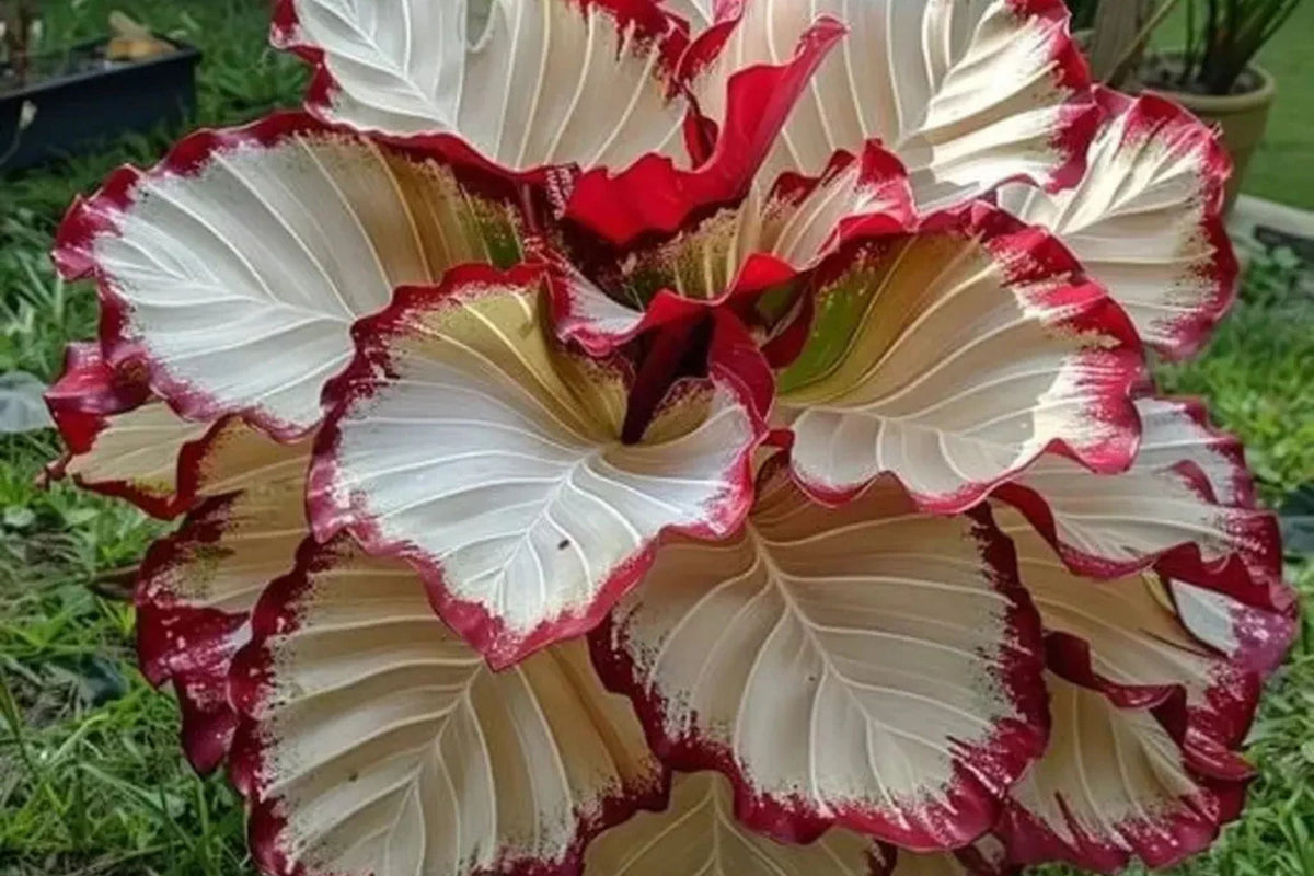 Velvet Flame Calathea Seeds - 25+ Rare Houseplant Seeds for Indoor Jungle, Pink Foliage, Easy Care, Air Purifying, Calathea rufibarba