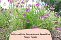 50+ Little Gems Sweet Pea Seeds for Garden Planting | Lathyrus odoratus | Dwarf Annual Sweet Pea