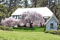 Weeping Yoshino Cherry Tree 2 ft Tall, Ornamental Flowering Tree, Prunus × yedoensis, Spring Pink Blossoms, Garden & Landscape