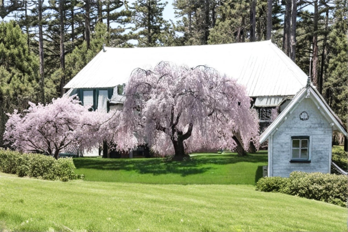 Weeping Yoshino Cherry Tree 2 ft Tall, Ornamental Flowering Tree, Prunus × yedoensis, Spring Pink Blossoms, Garden & Landscape