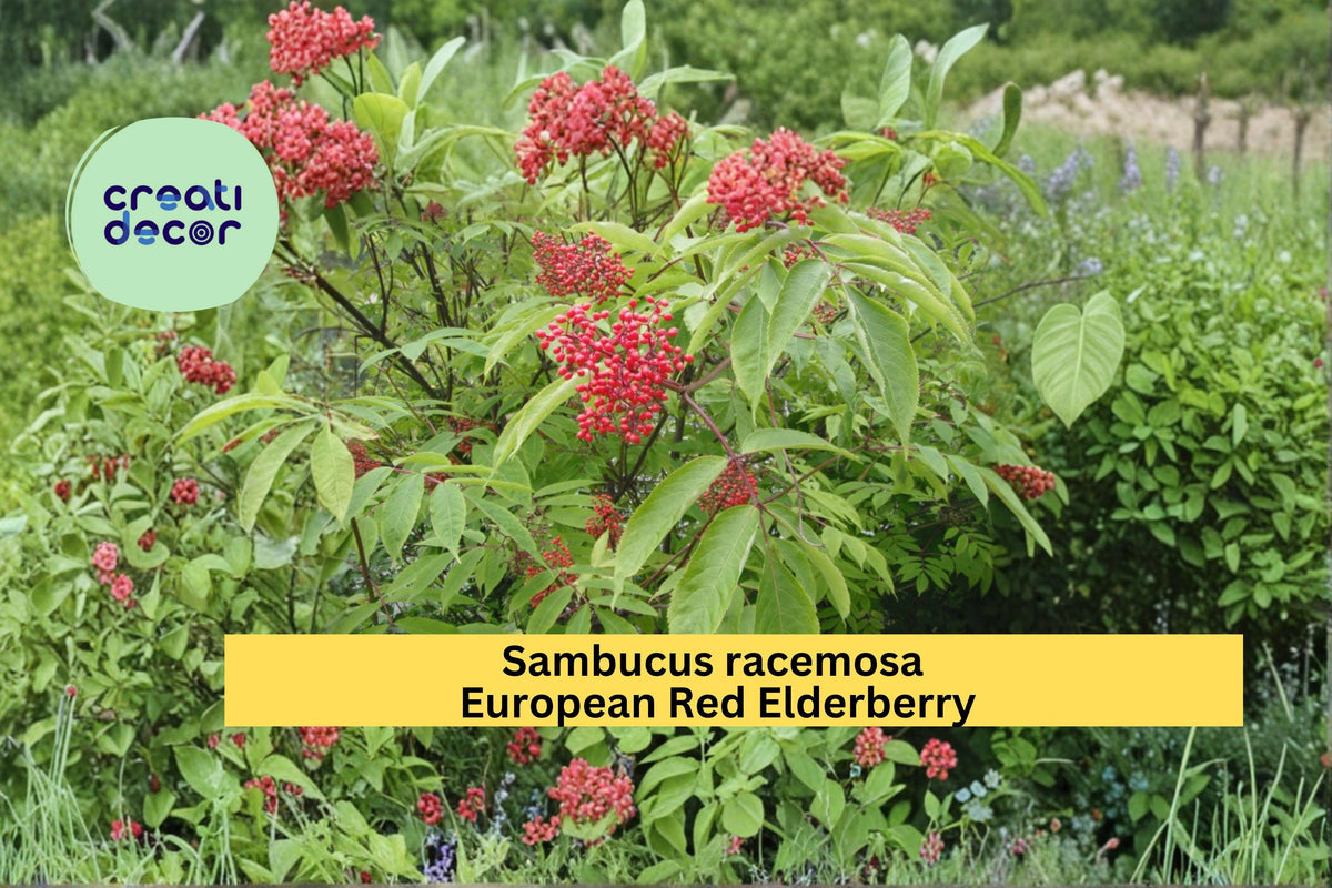 Red Elderberry Seeds - Sambucus racemosa Flowering Berry Shrub Seeds for Garden, Landscape & Native Planting