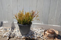 Firesticks Pencil Cactus Succulent Cuttings 5-8" Euphorbia tirucalli, Drought Tolerant, Ornamental, Full Sun