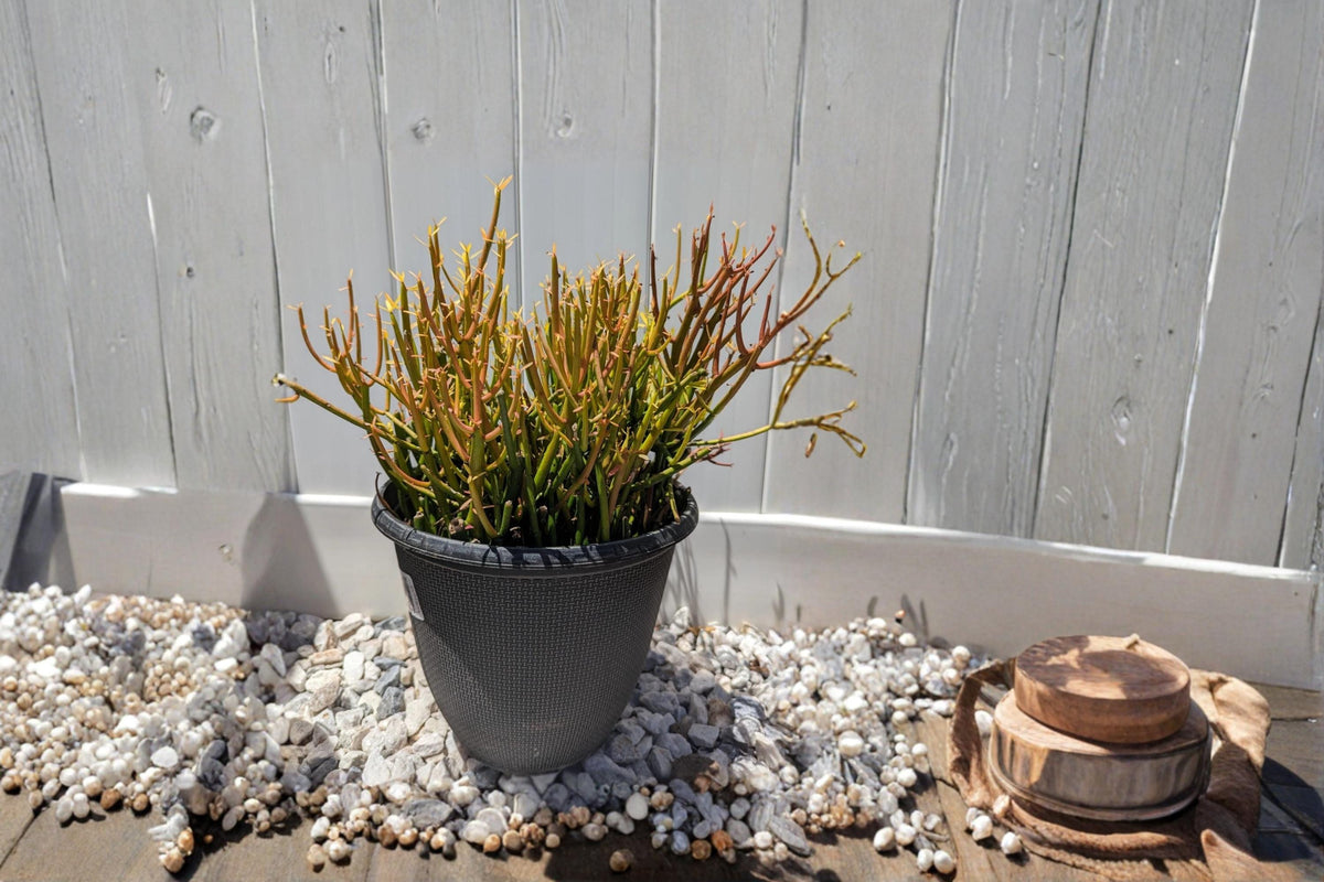 Firesticks Pencil Cactus Succulent Cuttings 5-8" Euphorbia tirucalli, Drought Tolerant, Ornamental, Full Sun