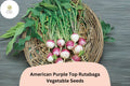 American Purple Top Rutabaga Seeds – Heirloom Brassica napobrassica for Fall Garden Planting, Cool-Season Root Crop