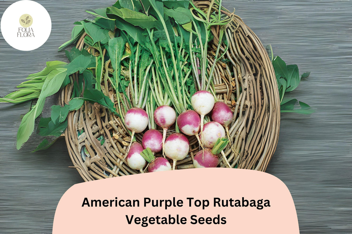 American Purple Top Rutabaga Seeds – Heirloom Brassica napobrassica for Fall Garden Planting, Cool-Season Root Crop