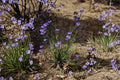 Western Blue-Eyed Grass Seeds – Sisyrinchium bellum, Native Perennial Wildflower, Blue Flowers, Grass-Like Foliage, 100 Seeds