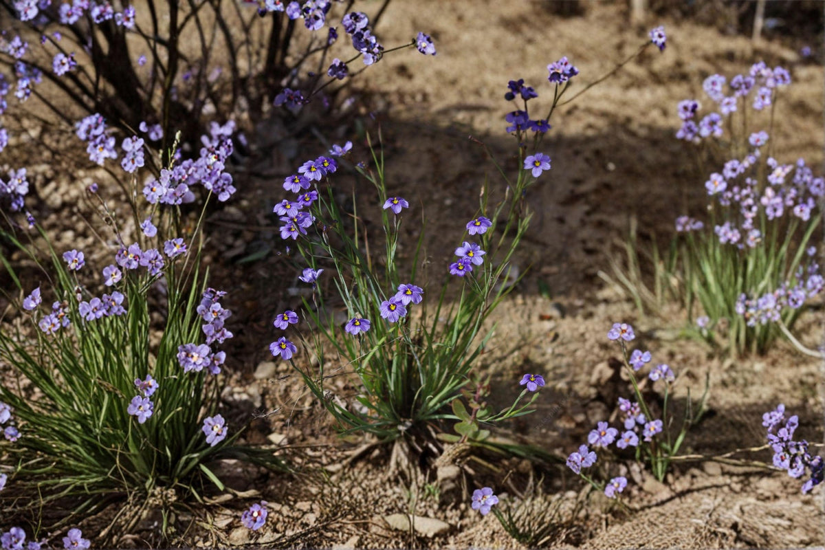 Western Blue-Eyed Grass Seeds – Sisyrinchium bellum, Native Perennial Wildflower, Blue Flowers, Grass-Like Foliage, 100 Seeds