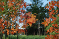 Painted Maple Seeds | Acer mono | Ornamental Deciduous Tree with Vibrant Fall Color | Hardy Asian Maple for Landscaping