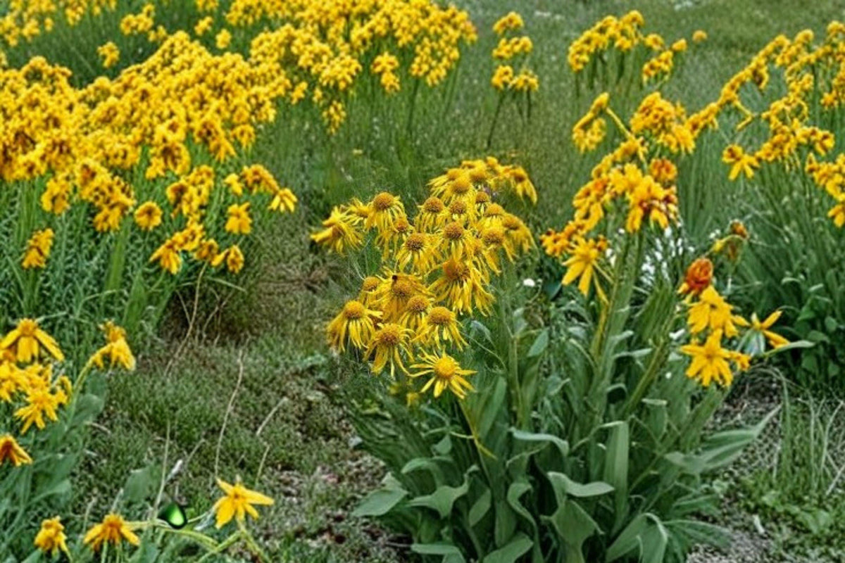 Orange Mountain Daisy Seeds – Hymenoxys hoopesii Native Wildflower, Drought Tolerant, Bright Orange Flowers, Alpine & Rock Garden