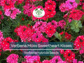 100 Seeds Verbena Moss Sweetheart Kisses (Verbena hybrida) Perennial Flowers for Bees & Butterflies, Vibrant Garden Blooms