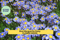 Blue Marguerite Daisy Seeds – 200+ Felicia amelloides Sky-Blue Blooms with Yellow Centers for Pollinator Gardens, Borders & Containers