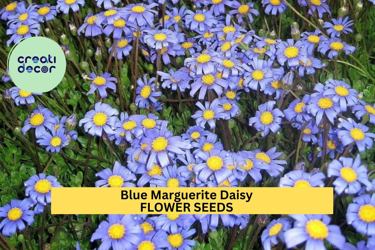 Blue Marguerite Daisy Seeds – 200+ Felicia amelloides Sky-Blue Blooms with Yellow Centers for Pollinator Gardens, Borders & Containers