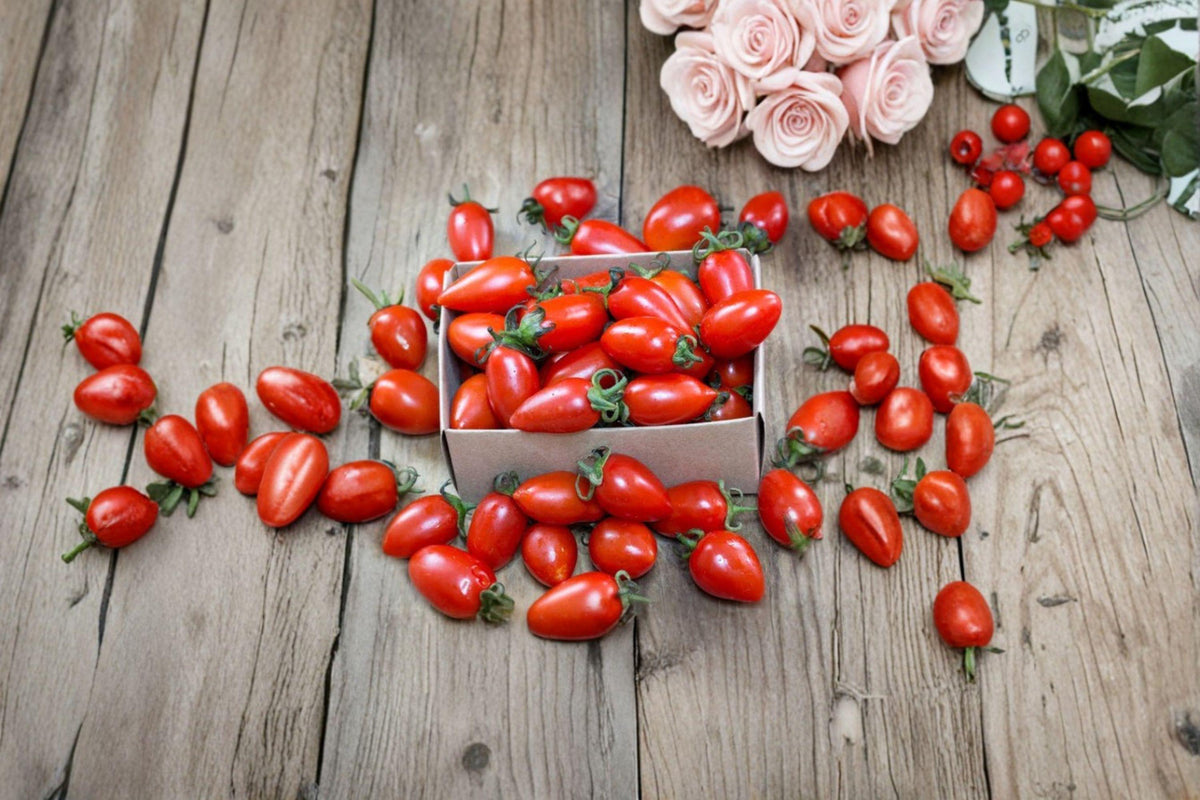 Tomato Seeds – San Marzano Indeterminate Heirloom Paste Tomato for Sauce & Canning | Solanum lycopersicum