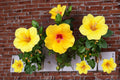 Hardy Yellow Rose of Sharon Seeds – Hibiscus hamabo, Ornamental Flowering Shrub, Pollinator Garden, Coastal Tolerance, 10 Seeds
