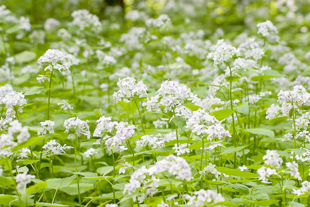 50+ Lunaria Biennis Seeds - Money Plant, Silver Dollar Flower, Biennial Garden Seeds, Drought-Tolerant Pollinator-Friendly Plant
