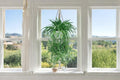 Spider Plant Rooted Cuttings - Variegated Indoor Houseplant Chlorophytum comosum, Green & White Foliage