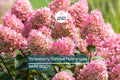 Strawberry Sundae Hydrangea Live Plant – Pink & White Blooms, Compact Deciduous Shrub, Zones 3-8, Bare Root, Pollinator-Friendly