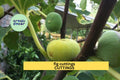 Fig Tree Cuttings – Unrooted Ficus carica Scions for Propagation, Edible Garden, Backyard Fruit Tree