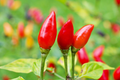 50+ Pequin Chili Pepper Seeds - Hot Piquin Bird Pepper, Capsicum annuum, 24-Inch Compact Plant, Non-GMO USA