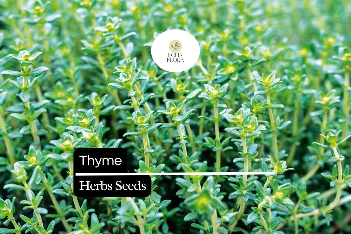 2200 Seeds Thyme (Thymus vulgaris) Culinary Herb for Cooking, Seasoning, Pollinator Garden, Drought-Tolerant, Perennial Herb Seed Pack