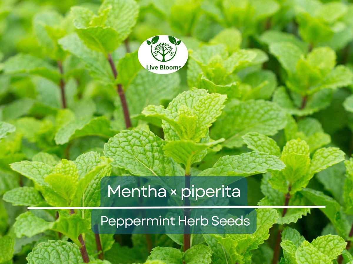 Peppermint Herb Seeds – Mentha × piperita, 30 mg, Culinary, Tea, Herb Garden, Perennial, Pollinator-Friendly