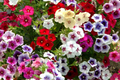 50+ Twinkle Mix Phlox Seeds - Star-Shaped Flowers, Annual, Pink Red Purple White, Phlox drummondii, Pollinator & Butterfly Garden Seeds