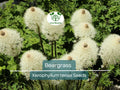 100+ Beargrass Seeds Xerophyllum tenax White Torch Lily Drought-Tolerant Native Perennial for Xeriscape Gardens