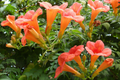 100+ Trumpet Creeper Vine Seeds | Campsis radicans Climbing Perennial | Orange-Red Flowers for Trellises & Fences