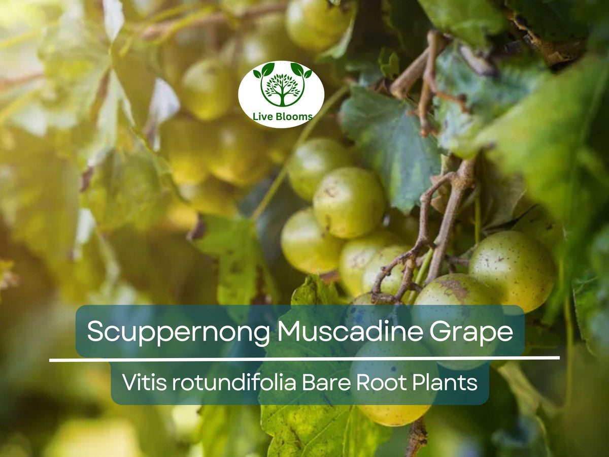 5 Bare Root Scuppernong Grape Plants – Muscadine Vitis rotundifolia, Sweet Bronze Fruit, Hardy Vine for Garden or Trellis