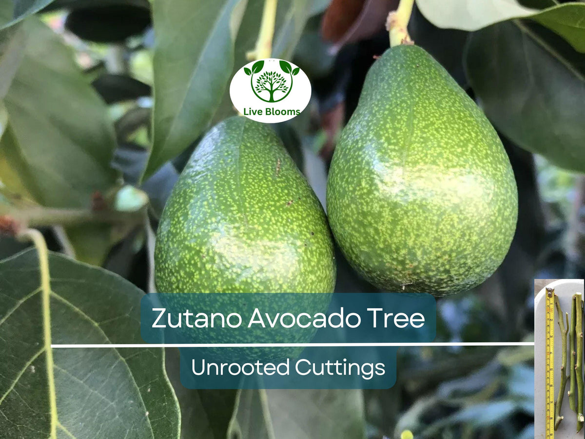 Unrooted Avocado Tree Cuttings – Zutano Variety, Persea americana, Fast-Growing, Healthy Fruit, Home Garden, Tropical Climate