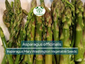 40 Asparagus Seeds Mary Washington - Heirloom Vegetable, Perennial, Asparagus officinalis for Gardening & Fresh Harvest