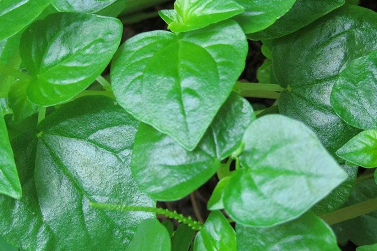 200+ Peperomia Pellucida Seeds - Rau Cang Cua, Krasang Teap, Edible Herb, Indoor & Outdoor Plant, USDA Zones 9-11